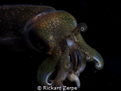Squid swimming at night. by Rickard Zerpe 